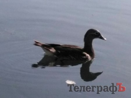 На 230-річчя Міському саду подарували «Мадам лимон» та мандаринку з каролінкою