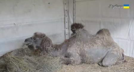 У цирку на Полтавщині народився верблюд