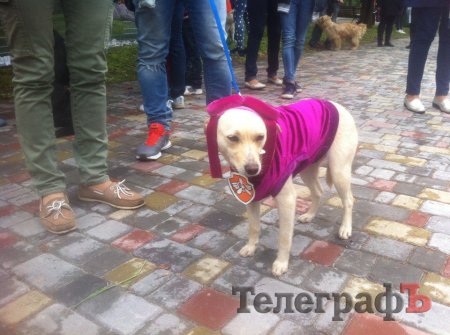Прямо на параде собаку из приюта Креветку забрала новая хозяйка