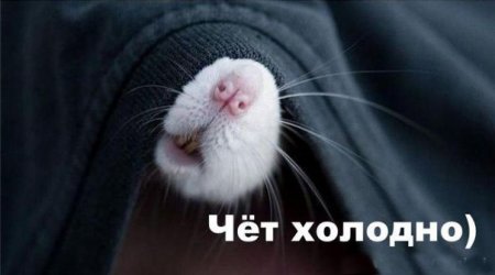 Тепло ли тебе, девица: ночью в Кременчуге ожидаются заморозки