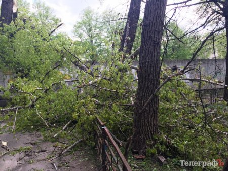 Кременчуцького пенсіонера ледь не оштрафували за те, що спалював гілки, які комунальники не прибрали після обрізки дерев