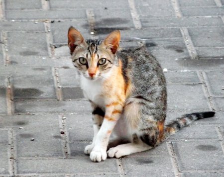 Вернувшаяся кошка спасла маленького кременчужанина от лечения от бешенства