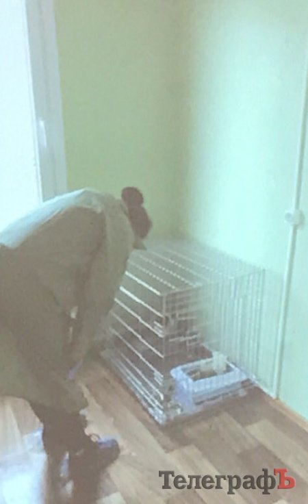 В Кременчуге открылся кошачий «приют»