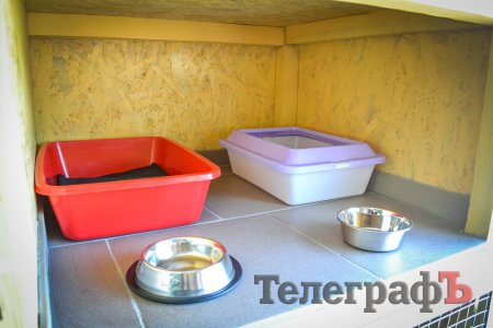 Кременчугские котики в приюте будут жить как в американских фильмах