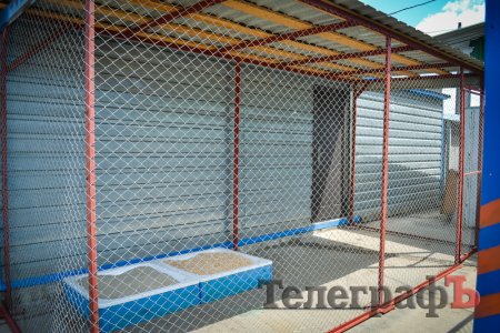 Кременчугские котики в приюте будут жить как в американских фильмах