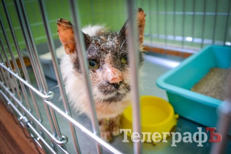 Кременчугские котики в приюте будут жить как в американских фильмах