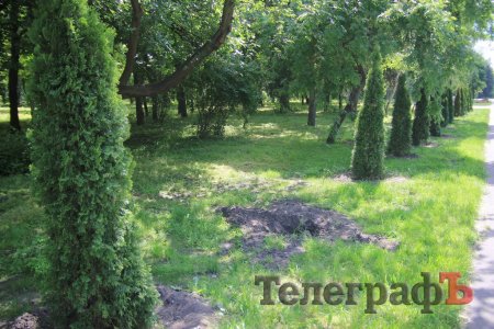 В Кременчуге неизвестные выкопали и украли две туи, высаженные в честь АТОшников