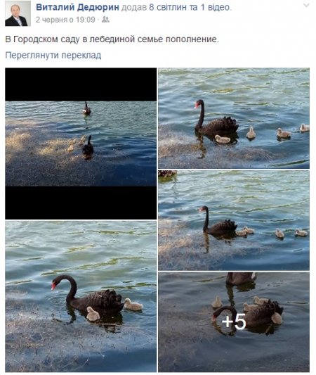 У Міському саду чергове поповнення пернатих