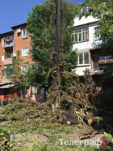Фотофакт: в Кременчуге аллергики придумали новый метод борьбы с тополиным пухом