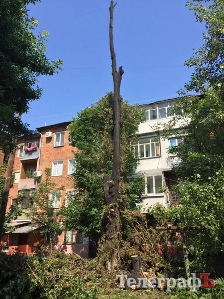 Фотофакт: в Кременчуге аллергики придумали новый метод борьбы с тополиным пухом Фотофакт: в Кременчуге аллергики придумали новый метод борьбы с тополиным пухом