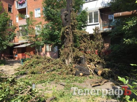 Фотофакт: в Кременчуге аллергики придумали новый метод борьбы с тополиным пухом