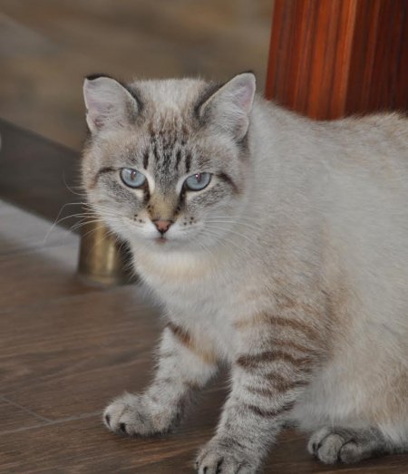 В олімпійського чемпіона Білоконя загубилася кішка Сіма