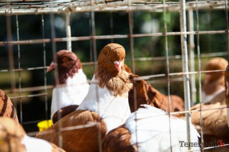 Голуби, рибалка, байки та музика: куди кременчужанам податися пофестивалити у липні