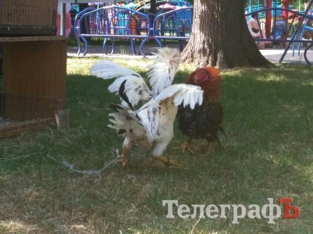 Кролик-вівчарка, бойові півні та єноти, чим ще дивувала виставка «У світі тварин»