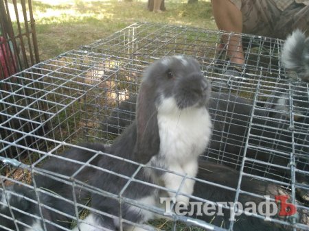 Кролик-вівчарка, бойові півні та єноти, чим ще дивувала виставка «У світі тварин»