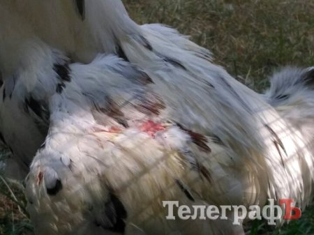 Кролик-вівчарка, бойові півні та єноти, чим ще дивувала виставка «У світі тварин»