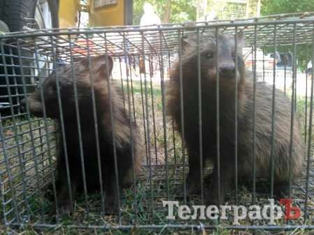 Кролик-вівчарка, бойові півні та єноти, чим ще дивувала виставка «У світі тварин»