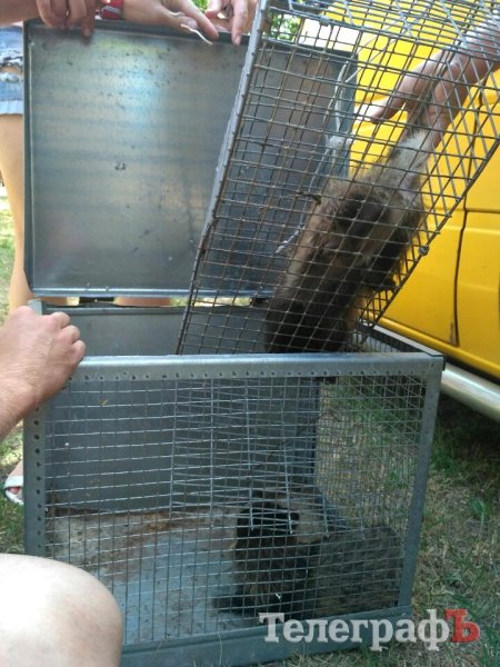 Кролик-вівчарка, бойові півні та єноти, чим ще дивувала виставка «У світі тварин»