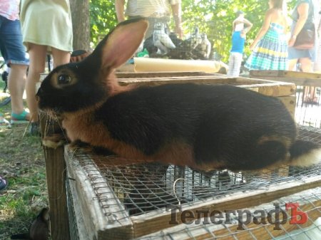 Кролик-вівчарка, бойові півні та єноти, чим ще дивувала виставка «У світі тварин»