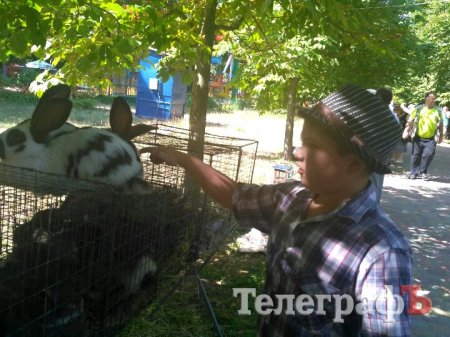 Кролик-вівчарка, бойові півні та єноти, чим ще дивувала виставка «У світі тварин»