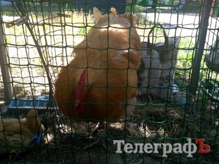 Кролик-вівчарка, бойові півні та єноти, чим ще дивувала виставка «У світі тварин»