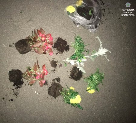 В Кременчуге активизировались ночные любители прекрасного