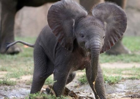 В кінці робочого дня: трохи слонячої радості Вам у стрічку...
