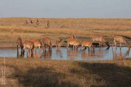 Остров  президентов и оленей: Обратная сторона Кирилловки