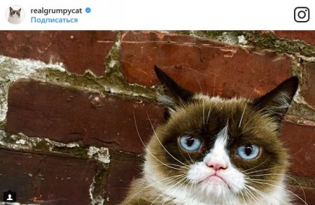 В конце рабочего дня: самые популярные коты Сети