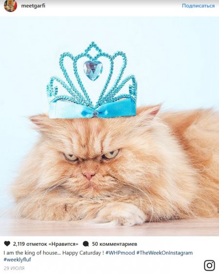 В конце рабочего дня: самые популярные коты Сети