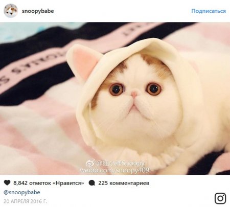 В конце рабочего дня: самые популярные коты Сети