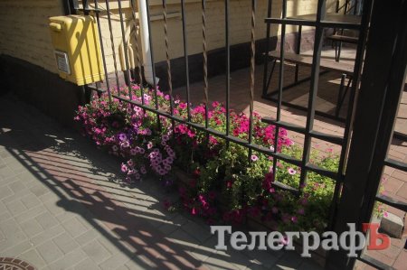 Благодаря крюковским полицейским петунии вернулись домой