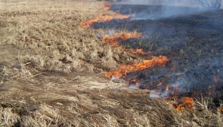 Вчера под Кременчугом горела сухая трава – чуть не сгорели фермерские поля