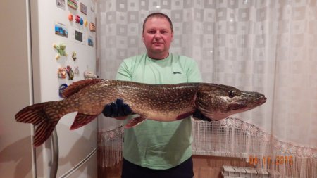 «Пливе щука з Кременчука»: під Горішніми Плавнями впіймали велетенську щуку