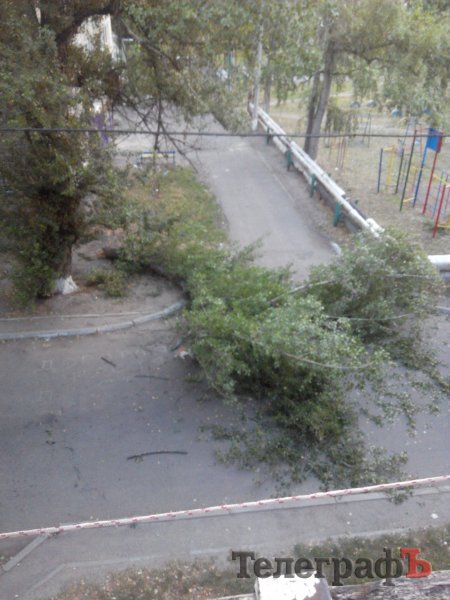 Фотофакт: на Молодёжном упало дерево