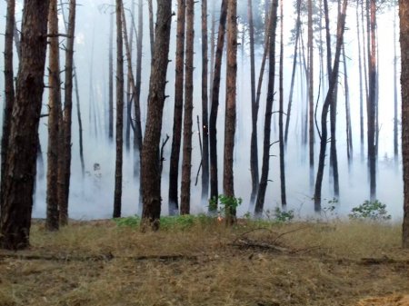 Под Кременчугом сгорел почти гектар лесной подстилки