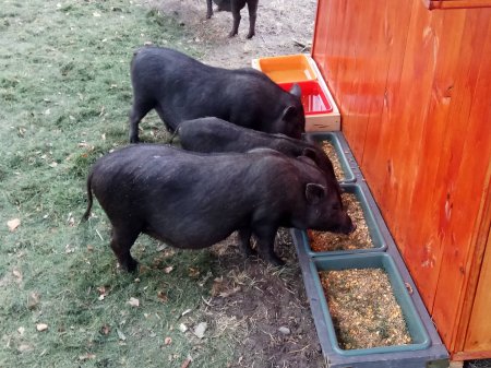 В Городском саду Кременчуга поселились вьетнамские свиньи
