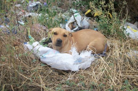 В Кременчуге живую собаку засунули в мешок и выбросили на мусорку