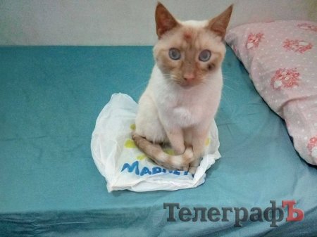 Кременчугский пакет съездил в Европу по безвизу.  А как ты провел свое лето?