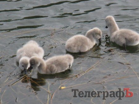 По озеру в кременчугском Горсаду плавают «пушистики»