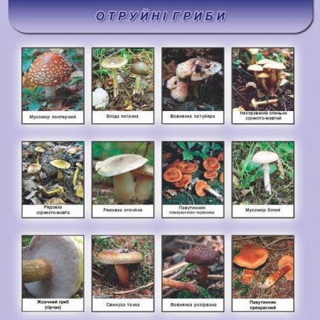 У Кременчуці поки не зареєстровано випадків отруєння грибами