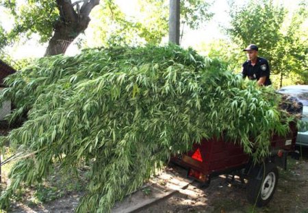 Под Кременчугом полиция собрала урожай конопли – еле в прицеп поместилась