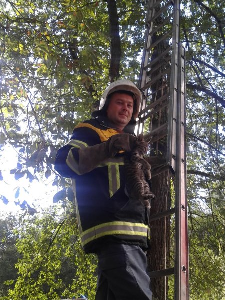 Кременчугские спасатели сняли с дерева маленького котенка