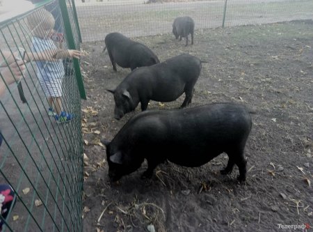 Свиньи в Горсаду стали причиной пиковой общественной активности кременчужан