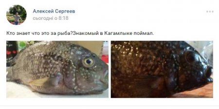 Фотофакт: кременчужанин виловив у Кагамлику «невідому» рибку