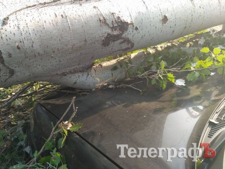 В Кременчуге дерево упало на три автомобиля: в одном из них была девушка