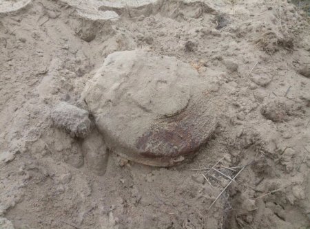 В Кременчуге грибник нашел противотанковую мину