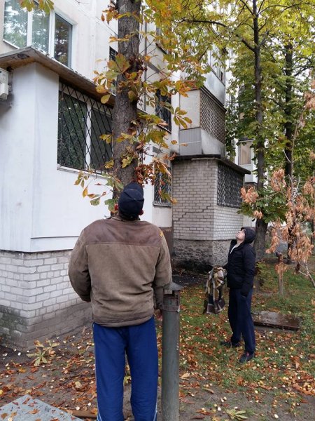 Пила, веревка, плед: как кременчужане кота Тишку с дерева снимали