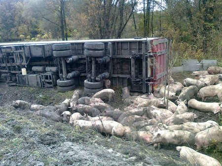 Фура з свинями перевернулася на Полтавщині