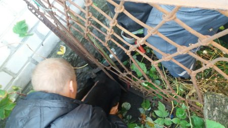 В Кременчуге спасатели доставали собаку, которая застряла в заборе